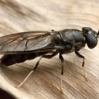 Meneroka Sisa Buangan Black Soldier Fly sebagai Baja Novel untuk Peningkatan Pertumbuhan, Hasil dan Kecekapan Penggunaan Nitrogen Jagung Di Bawah Keadaan Ladang