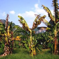 Pisang Yang Diubah Suai Secara Genetik Untuk Melawan “Kanser” Pisang Dengan Berkesan Sedang Dibangunkan