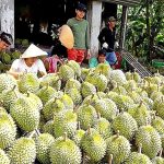 Import Durian Vietnam Oleh China Melonjak Lebih 6 Kali Ganda