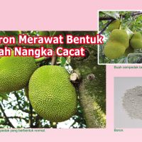 Boron Merawat Bentuk Buah Nangka Cacat