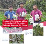 Produk LEILI Menyerlahkan Kesan Positif Terhadap Pelbagai Tanaman Di Kebun