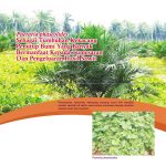 Pueraria phaseolides Sebagai Tumbuhan Kekacang Penutup Bumi Yang Banyak Bermanfaat Kepada Tumbesaran Dan Pengeluaran Hasil Sawit