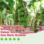 Integrasi Pisang Berangan Dan Sawit Dalam Sistem Tanaman Dua Baris Kembar