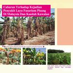 Cabaran Terhadap Kejadian Penyakit Layu Fusarium Pisang Di Malaysia Dan Kaedah Kawalan