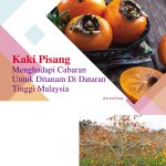 Kaki Pisang Menghadapi Cabaran Untuk Ditanam Di Dataran Tinggi Malaysia