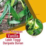 Kadar Pulangan Vanilla Lebih Tinggi Daripada Durian