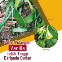 Kadar Pulangan Vanilla Lebih Tinggi Daripada Durian