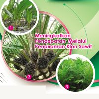 Meningkatkan Pendapatan Melalui Penanaman Klon Sawit
