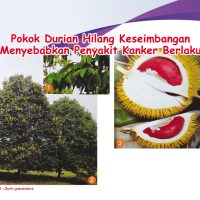 Pokok Durian Hilang Keseimbangan Menyebabkan Penyakit Kanker Berlaku