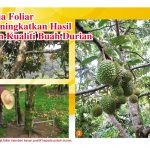 Baja Foliar Meningkatkan Hasil Dan Kualiti Buah Durian