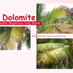 Dolomite,Sumber Magnesium Yang Murah