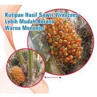 Kutipan Hasil Sawit Virescens Lebih Mudah Kerana Warna Menonjol