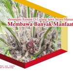 Menangani Rumput Di Ladang Sawit Secara Manual Membawa Banyak Manfaat
