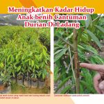 Meningkatkan Kadar Hidup Anak benih Cantuman Durian Di Ladang