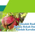 Masalah Buah Delima Rekah Dan Kaedah Kawalan