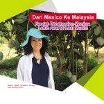 Dari Mexico Ke Malaysia Kaedah Penghasilan Mangga Lebih Awal Di Luar Musim