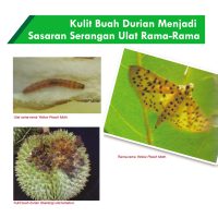 Kulit Buah Durian Menjadi Sasaran Serangan Ulat Rama-Rama