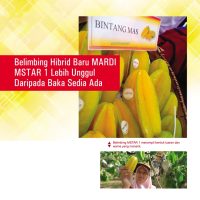 Belimbing Hibrid Baru MARDI MSTAR 1 Lebih Unggul Daripada Baka Sedia Ada
