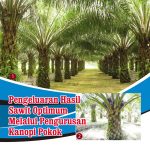 Pengeluaran Hasil Sawit Optimum Melalui Pengurusan Kanopi Pokok