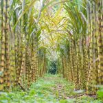 MSM Mempertimbangkan Penanaman Tebu Di Waktu Larangan Gula Mentah Dari Thailand Dan India