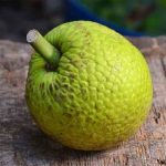 Buah Sukun : 6 Khasiat Yang Ramai Orang Tak Tahu!