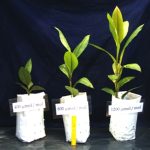 Khasiat Kacip Fatimah bukan mitos, kata penyelidik UPM