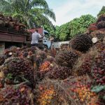 MPOB Menyeru Penubuhan Hab Minyak Dan Pusat Pengagihan Semula Di Mesir