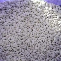 Musim Kacang Putih Mesir Bermula Tidak Lama Lagi