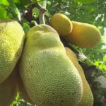 Varieti Nangka Baru Malaysia Dijangka Dapat Dieksport Ke Pasaran China