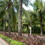 30% Daripada Pokok Kelapa Hainan Tidak Berbuah Dan 2 Bilion Kelapa Perlu Diimport Setiap Tahun