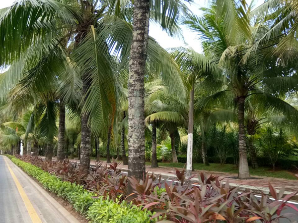 You are currently viewing 30% Daripada Pokok Kelapa Hainan Tidak Berbuah Dan 2 Bilion Kelapa Perlu Diimport Setiap Tahun