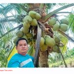 Lima Varieti Kelapa Paling Popular Di Filipina Menurut Peniaga Kelapa Bertauliah