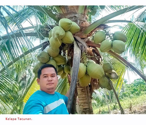 Read more about the article Lima Varieti Kelapa Paling Popular Di Filipina Menurut Peniaga Kelapa Bertauliah