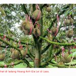 Peniaga China Tidak Sabar-Sabar Menempah Durian Hoang Anh Gia Lai Dari Laos