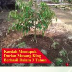 Kaedah Memupuk Durian Musang King Berhasil Dalam 3 Tahun