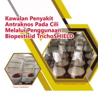 Kawalan Penyakit Antraknos Pada Cili Melalui Penggunaan Biopestisid TrichoSHIELD
