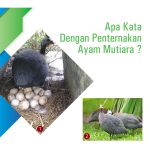 Apa Kata Dengan Penternakan Ayam Mutiara ?