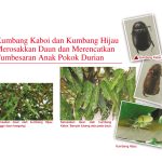 Kumbang Kaboi dan Kumbang Hijau Merosakkan Daun dan Merencatkan Tumbesaran Anak Pokok Durian