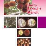 Durio Berkulit Merah