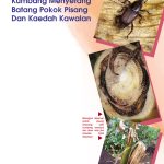 Kumbang Menyerang Batang Pokok Pisang Dan Kaedah Kawalan