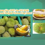 Musang King (D197) dan IOI (D168) Berasal Daripada Warisan Yang Sama?