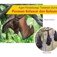 Agen Pendebunga Tanaman Durian Peranan Kelawar dan Keluang