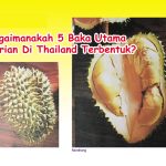 Bagaimanakah 5 Baka Utama Durian Di Thailand Terbentuk?