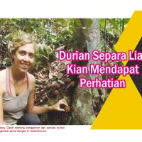 Durian Separa Liar Kian Mendapat Perhatian