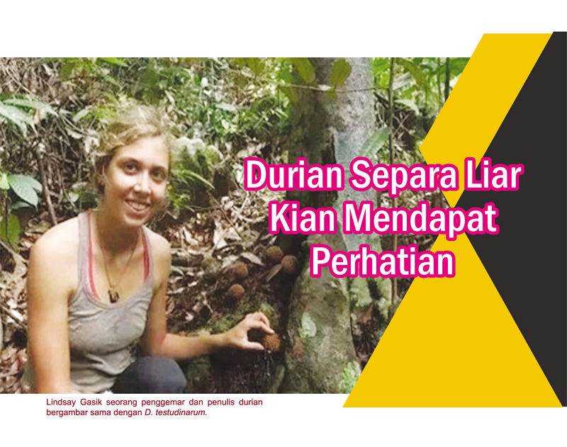 You are currently viewing Durian Separa Liar Kian Mendapat Perhatian