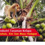 Industri Tanaman Kelapa Dahulu, Kini Dan Masa Hadapan