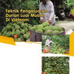 Teknik Pengeluaran Durian Luar Musim Di Vietnam