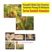 Penyakit Moko Dan Panama Tanaman Pisang Di Malaysia Serta Kaedah Kawalan