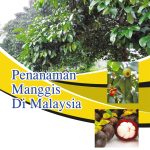 Penanaman Manggis Di Malaysia
