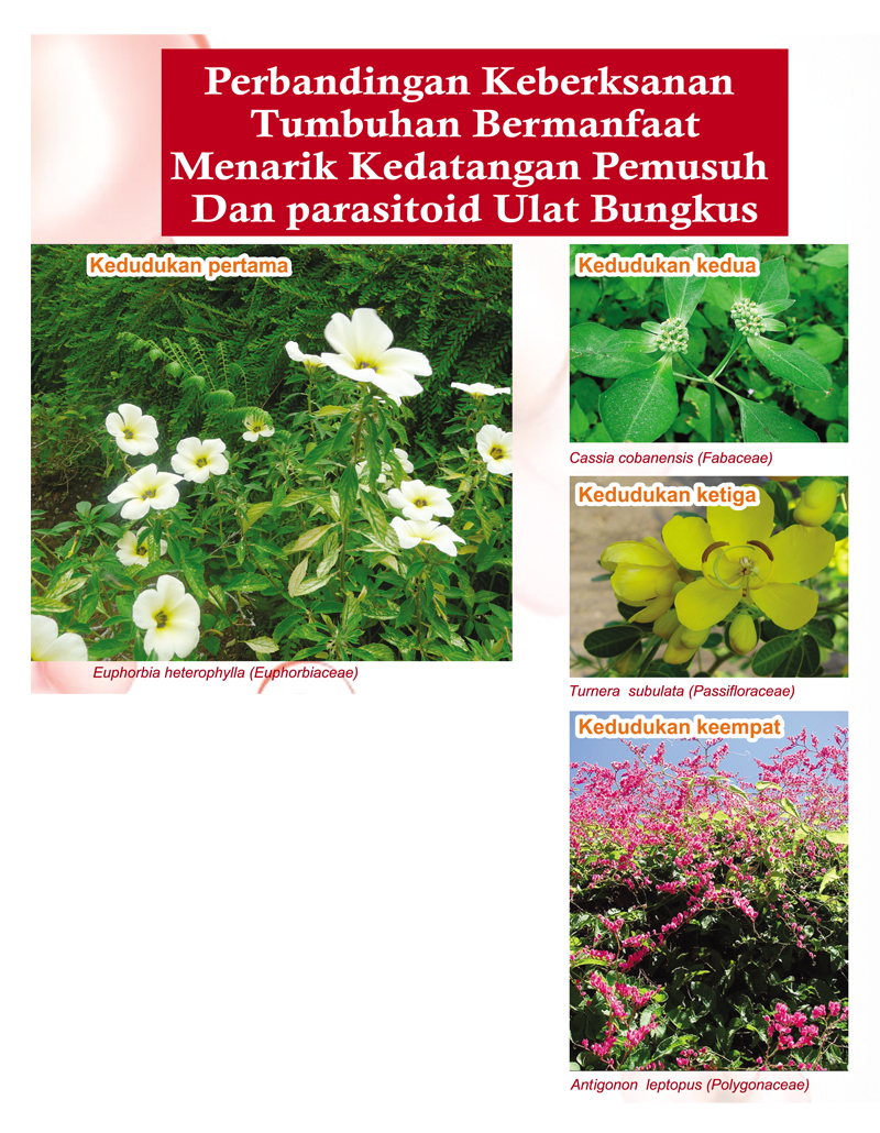 Read more about the article Perbandingan Keberksanan Tumbuhan Bermanfaat Menarik Kedatangan Pemusuh Dan Parasitoid Ulat Bungkus